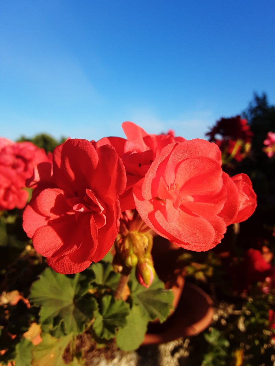 Flores nuevas de abril. Buenos días... 🌱🌸 #euforbia #carissa #gitanilla #geranio #azoteasdelsur