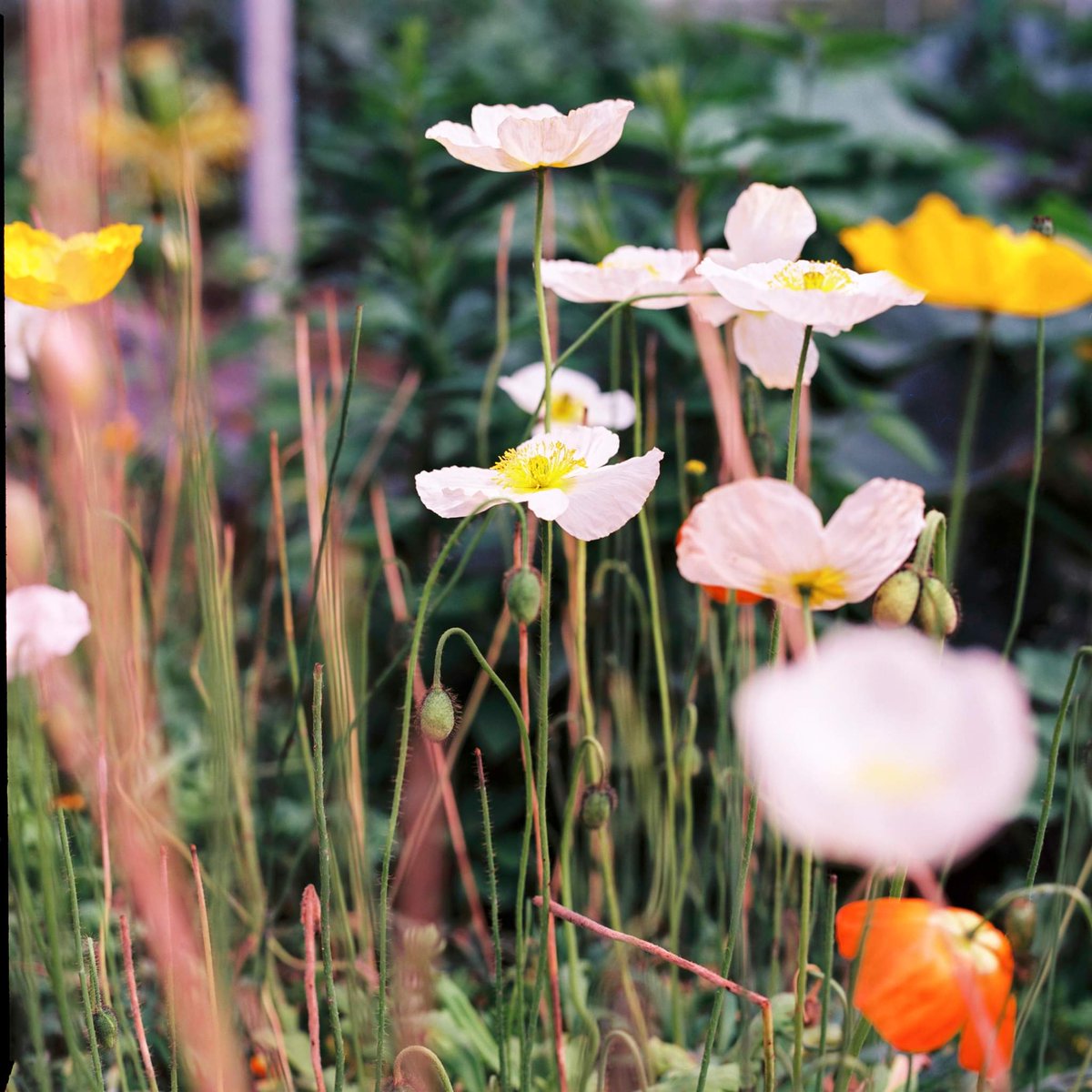 Poppies Medium Format Film