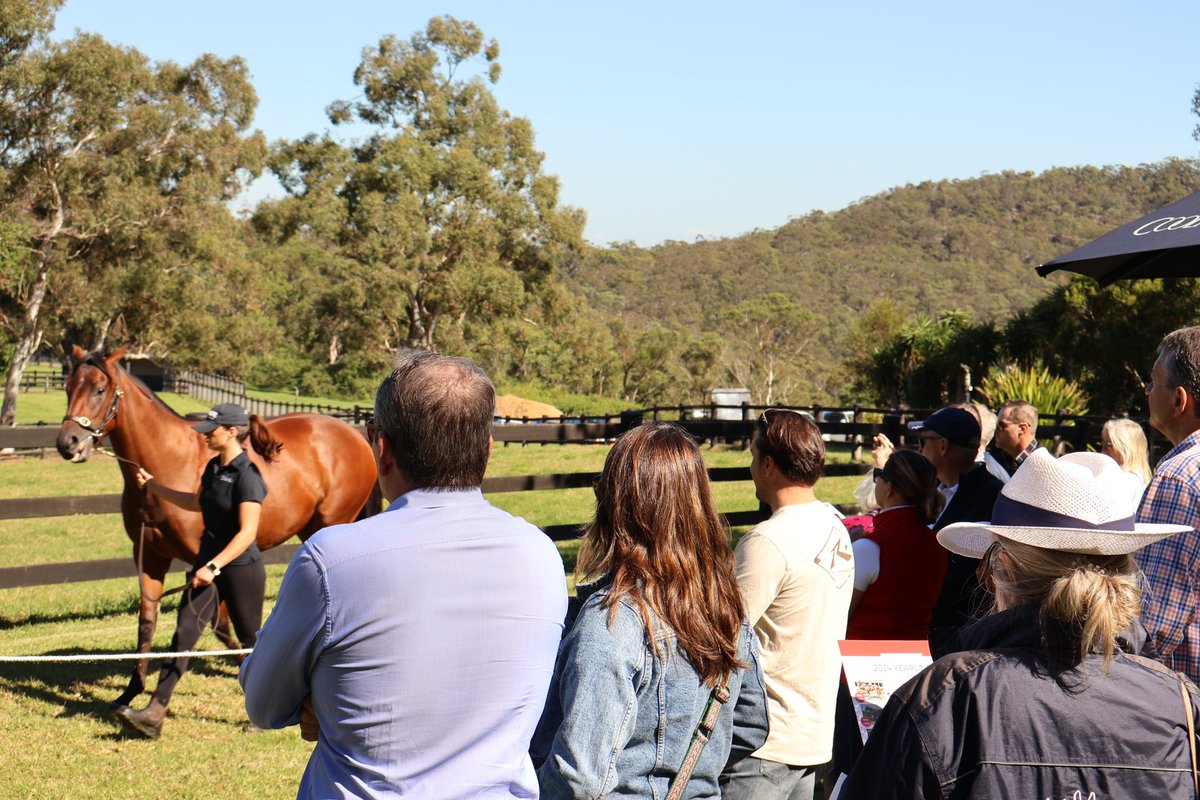 We spent a fabulous morning at the picturesque @CoolmoreAus Mt White property checking out some of our yearlings this morning. Big thanks to the team at Mt White who went above and beyond for our owners 🐴☀️