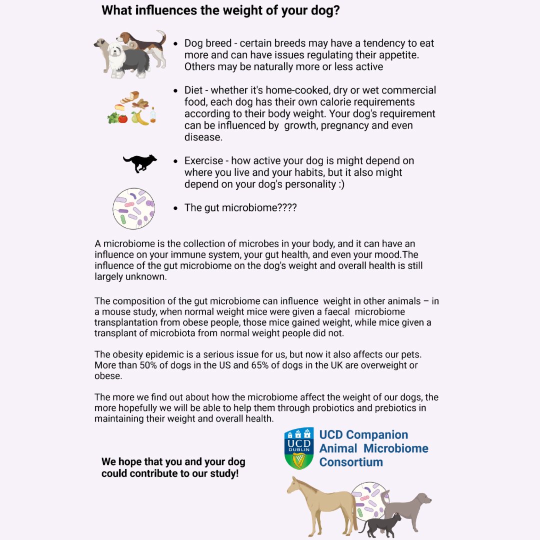 UCD Companion Animal Microbiome Group are looking for overweight dogs (body condition score >6) who are otherwise healthy for a study on the effect of a nutritionally balanced weight-loss diet on gut microbiome of overweight dogs. More 👇 & at dogoperationtransformation@ucd.ie