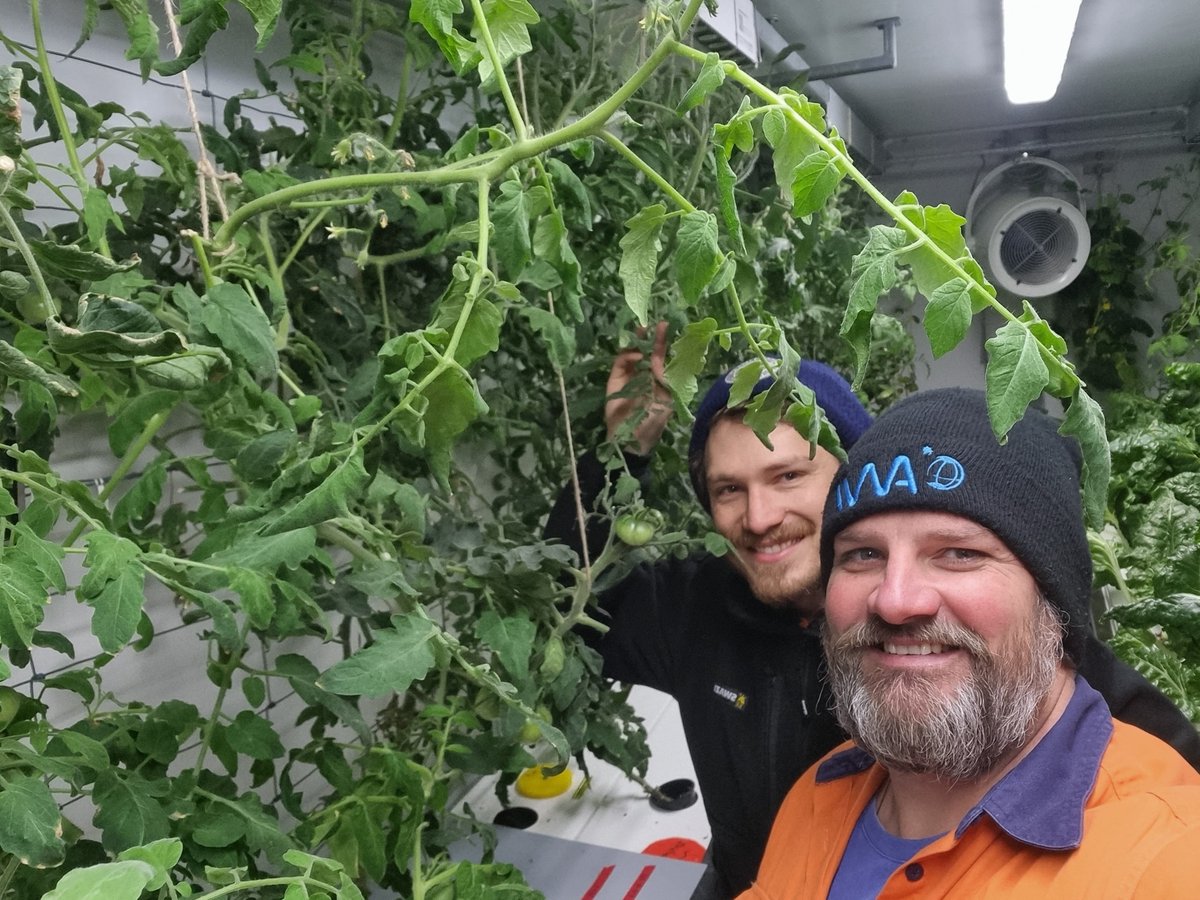 Australia's Antarctic stations rely heavily on hydroponic vegetables over the dark winter months. These tomatoes at Davis research station are thriving! 📷Martin Kucera