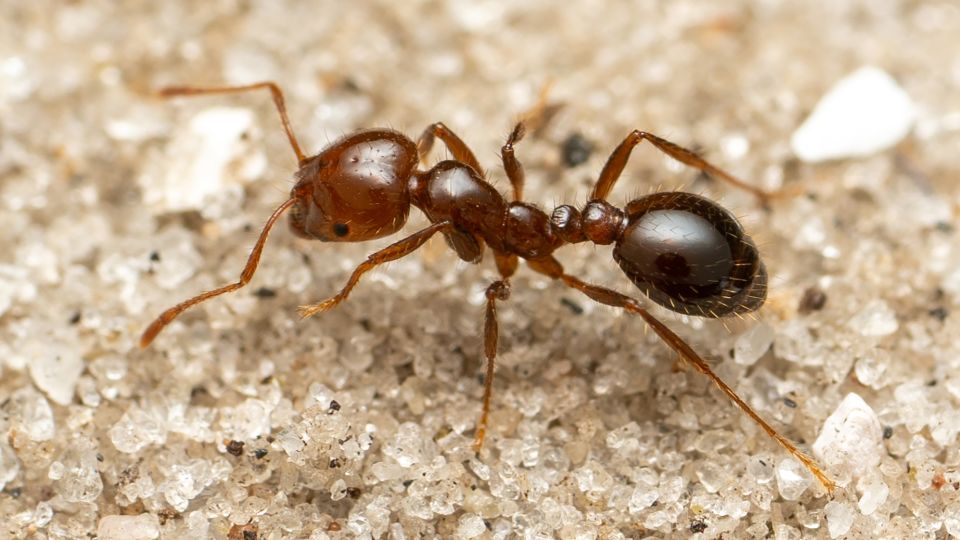 This ant is on a mission to travel the world. At 8:46am it was in Cape Town. Where is it now? State place and time and retweet to keep it going. De Zerbi Liverpool #Loadshedding Brighton #ManCity Arsenal Chelsea
