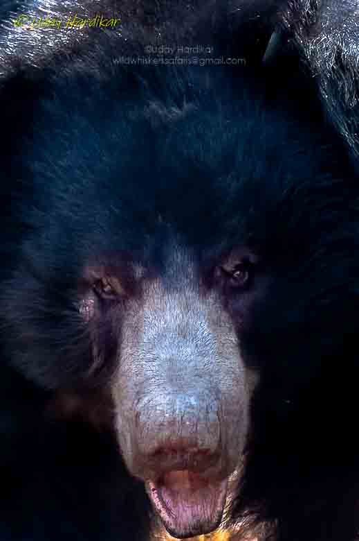 EYES - windows to the soul

Sloth bear in Tadoba 

Nikon D500 with Nikor 200-500mm f5.6 lens 
#TwitterNatureCommunity 
#IndiAves #NatureBeauty #nikonphotography #ThePhotoHour 
#nature_perfection #natgeowild #natgeoindia #EarthCapture #wildlifeiG #Nikon #tadoba #eye