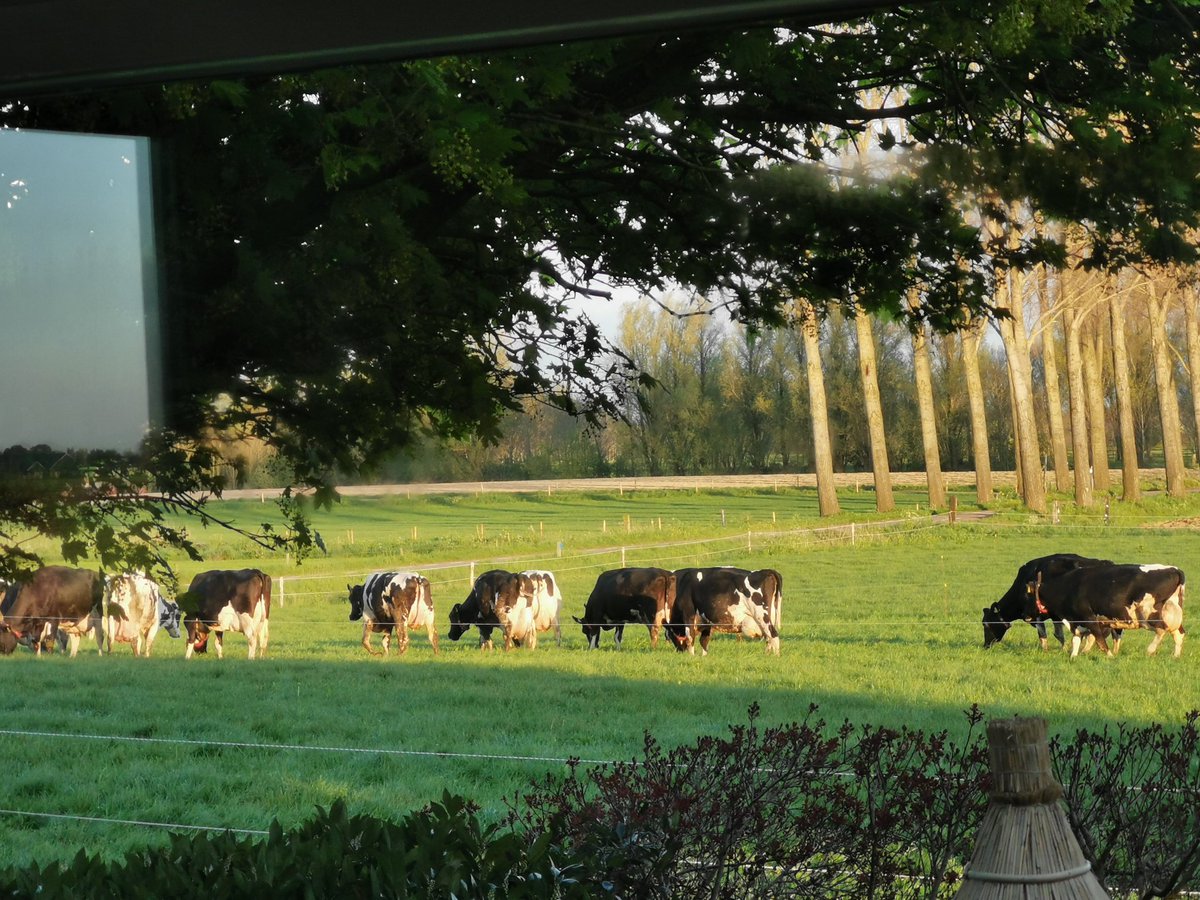 estherschouten1's tweet image. Na een mest debat vol onzin en zonder voldoende kennis ben ik heel verdrietig door de uitkomst. Kennelijk zien heel wat Kamerleden liever dode dan levende koeien. Vandaar deze foto hieronder want ik LEEF voor dit onderstaande 😭😍
