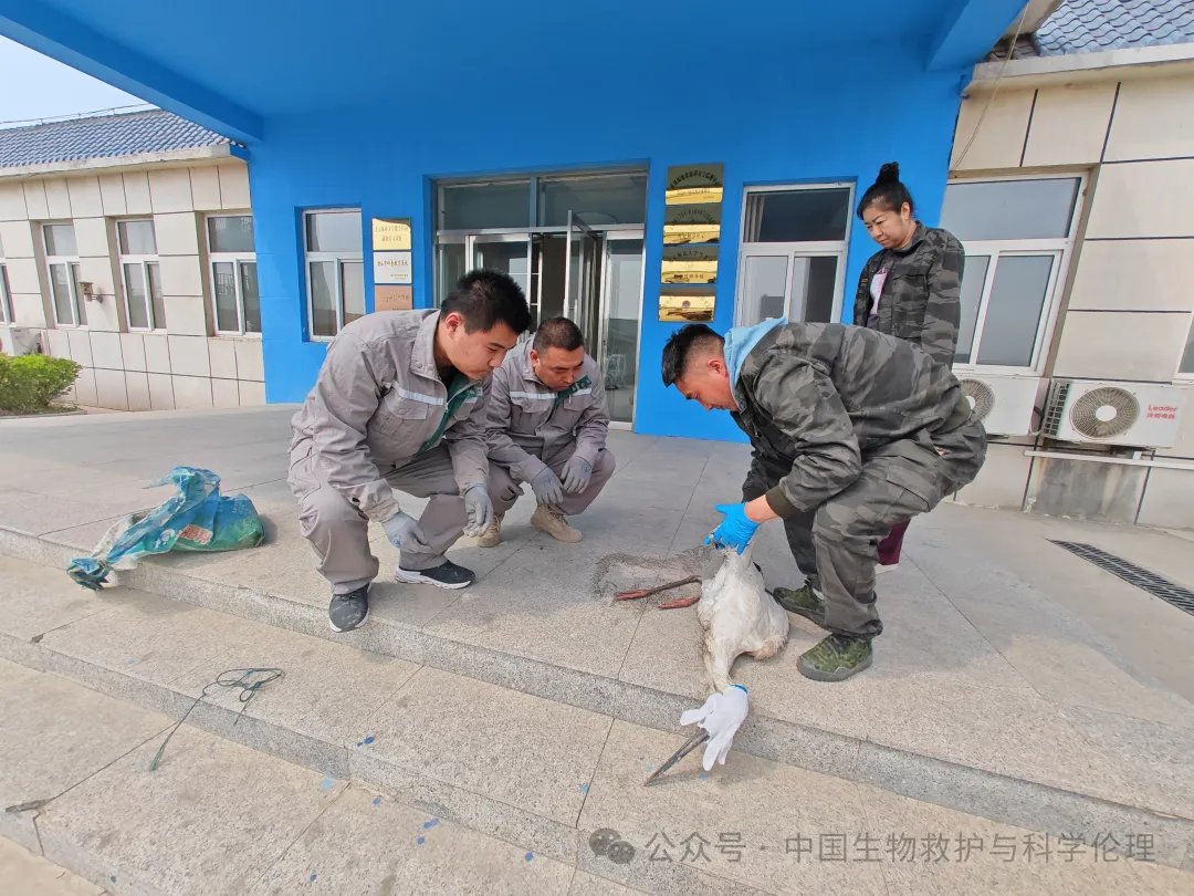 #AnimalRescue 

@CBCGDF_China  Waterbird Community Conservation Area in Tangshan City, #Hebei Province rescued an injured Oriental white stork.

cbcgdf.blogspot.com/2024/04/cbcgdf…

#birds  #endangeredspecies