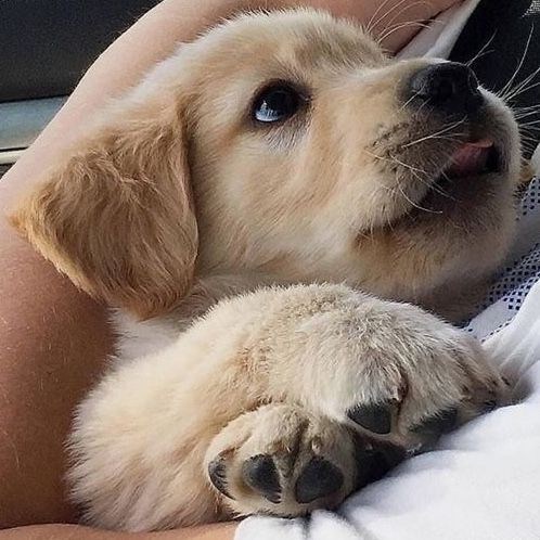 Animal Lover (@animal_fanlover) on Twitter photo 