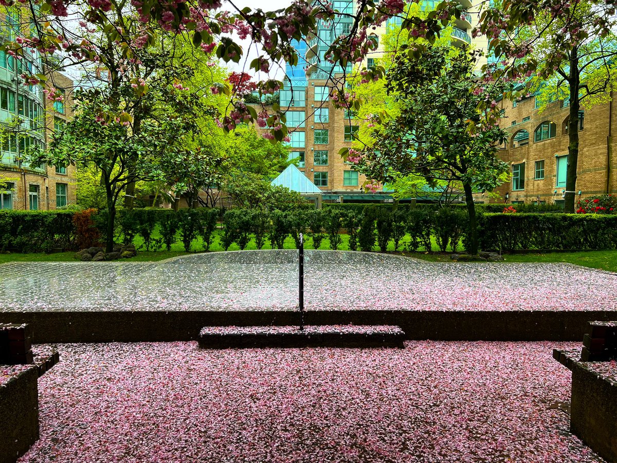 A stage of pink. Fallen blossoms scatter the stage on a rainy west coast day. 🌊: youtube.com/shorts/K2RRRbv… #vancity #cherryblossoms #vancouver