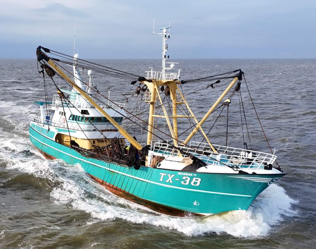#VrijdagVisdag. Onze vorstelijke vangsten liggen vandaag en morgen supervers uitgestald op de markt en bij de visdetaillist. Met dank aan de koninklijke vissersvloot. 🥳🧡💪