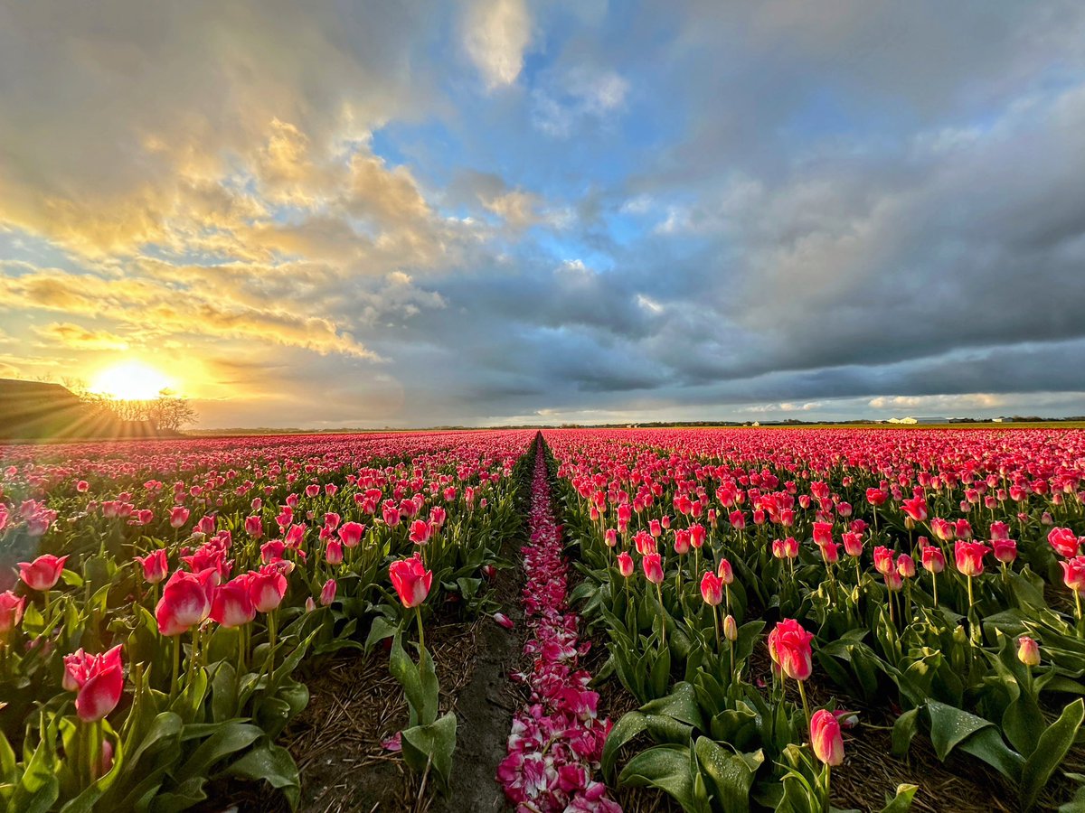 Toch nog een mooie zonsopkomst #callantsoog <a href="/_weernl/">Weer.nl</a> <a href="/BuienRadarNL/">Buienradar</a> <a href="/marjondehond/">Marjon de Hond</a> <a href="/mrmiddendorp/">Maurice Middendorp</a> <a href="/mrmiddendorp/">Maurice Middendorp</a> <a href="/helgavanleur/">Helga van Leur ☀</a> <a href="/onwukaa/">Amara Onwuka</a> <a href="/NLWeerFoto/">[NL]WeerFoto</a> <a href="/Weerfotoklasse1/">Weerfotoklassement</a>