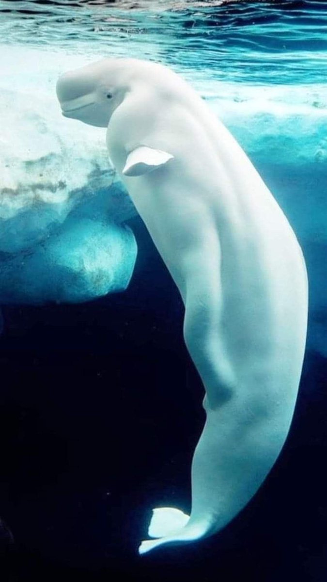 The white whale, beluga or beluca (scientific name: Delphinapterus leucas) is a species of odontoceti cetacean that inhabits the Arctic and subarctic region.
