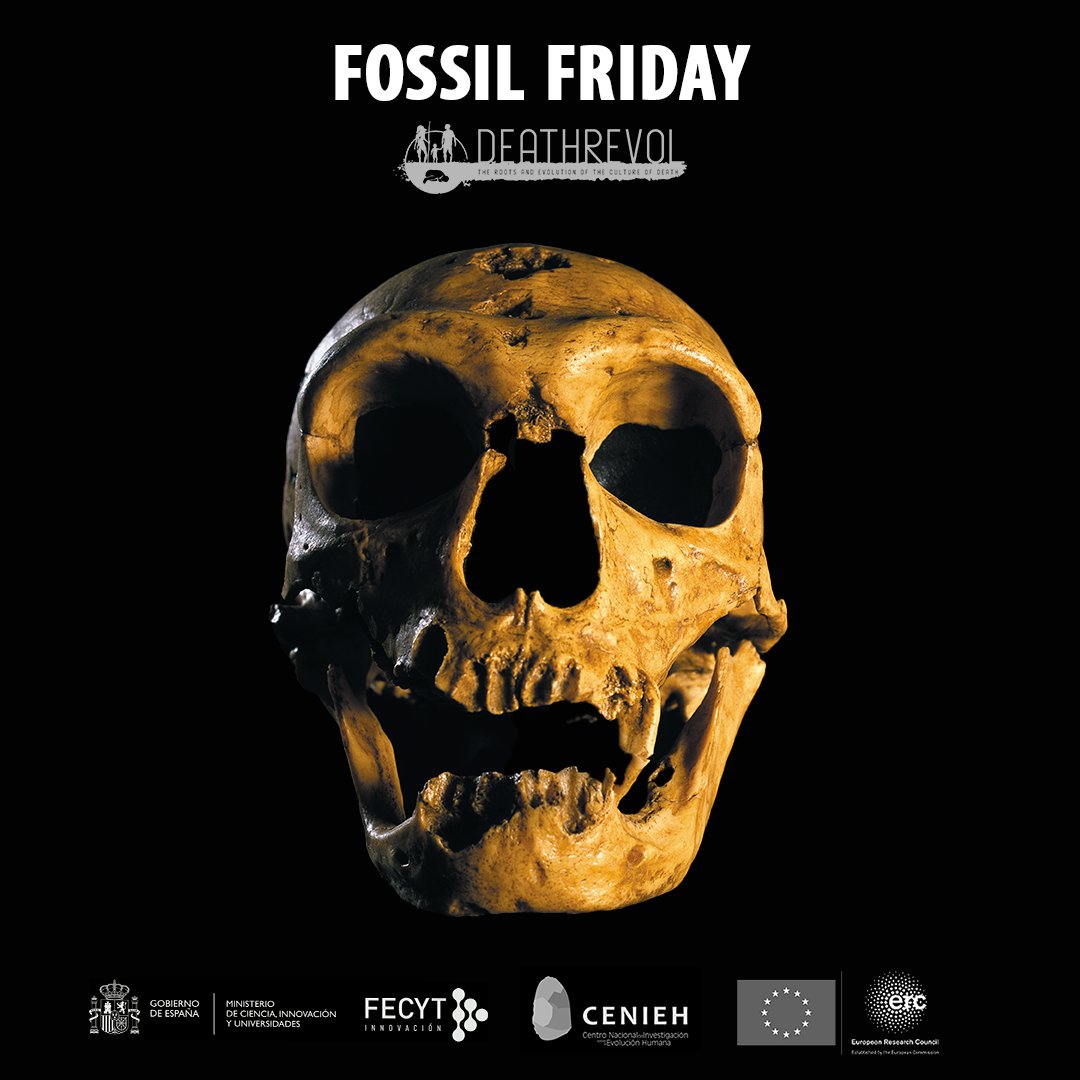 La Chapelle-aux-Saints. 𝘏𝘰𝘮𝘰 𝘯𝘦𝘢𝘯𝘥𝘦𝘳𝘵𝘩𝘢𝘭𝘦𝘯𝘴𝘪𝘴. Middle Paleolithic. France #FossilFriday Are you curious about what this fossil reveals about our past? Discover more in the different sections of deathrevol.com/en/ @ERC_Research @FECYT_Ciencia @CENIEH