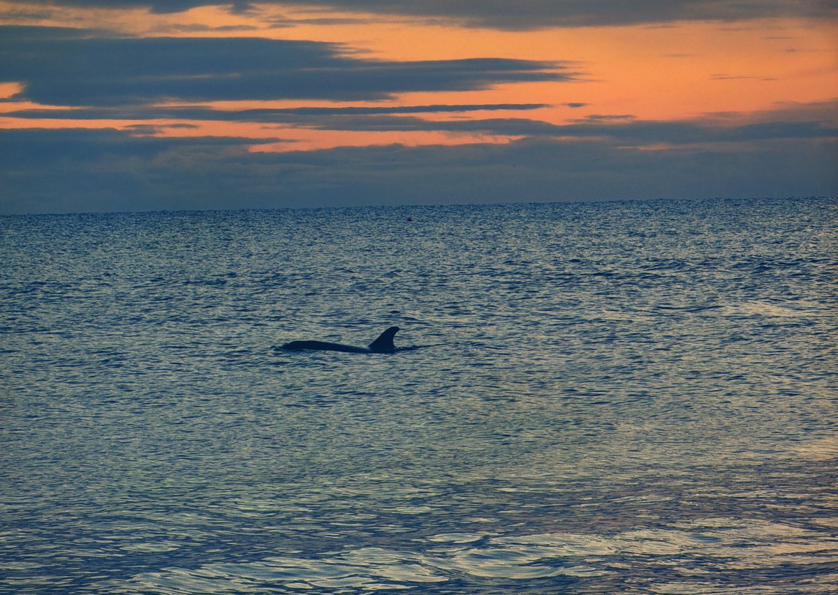 Not the best sunrise but made so much better by this dolphin hunting for breakfast today 😎