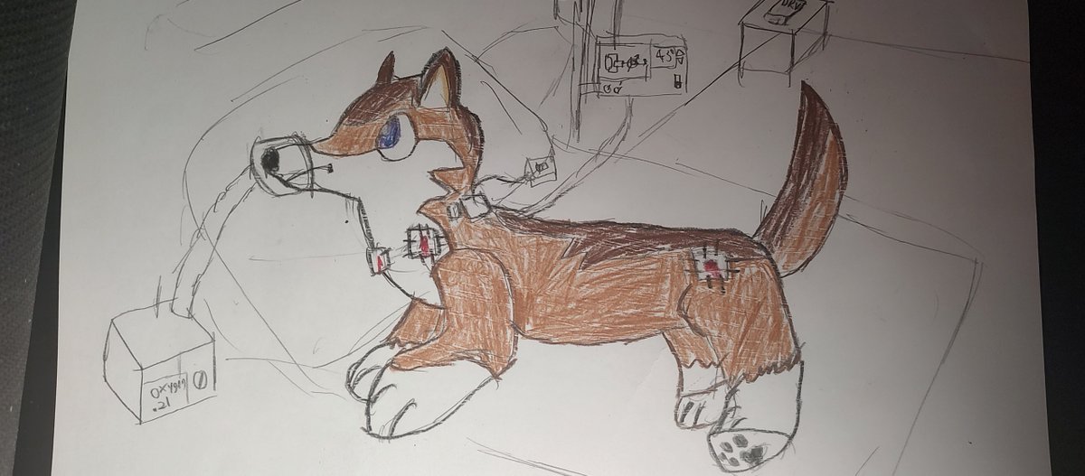 Calus_Shadow's tweet image. Poor Puffypaws Timberwolf was rescued from being popped, is recovering from injuries.