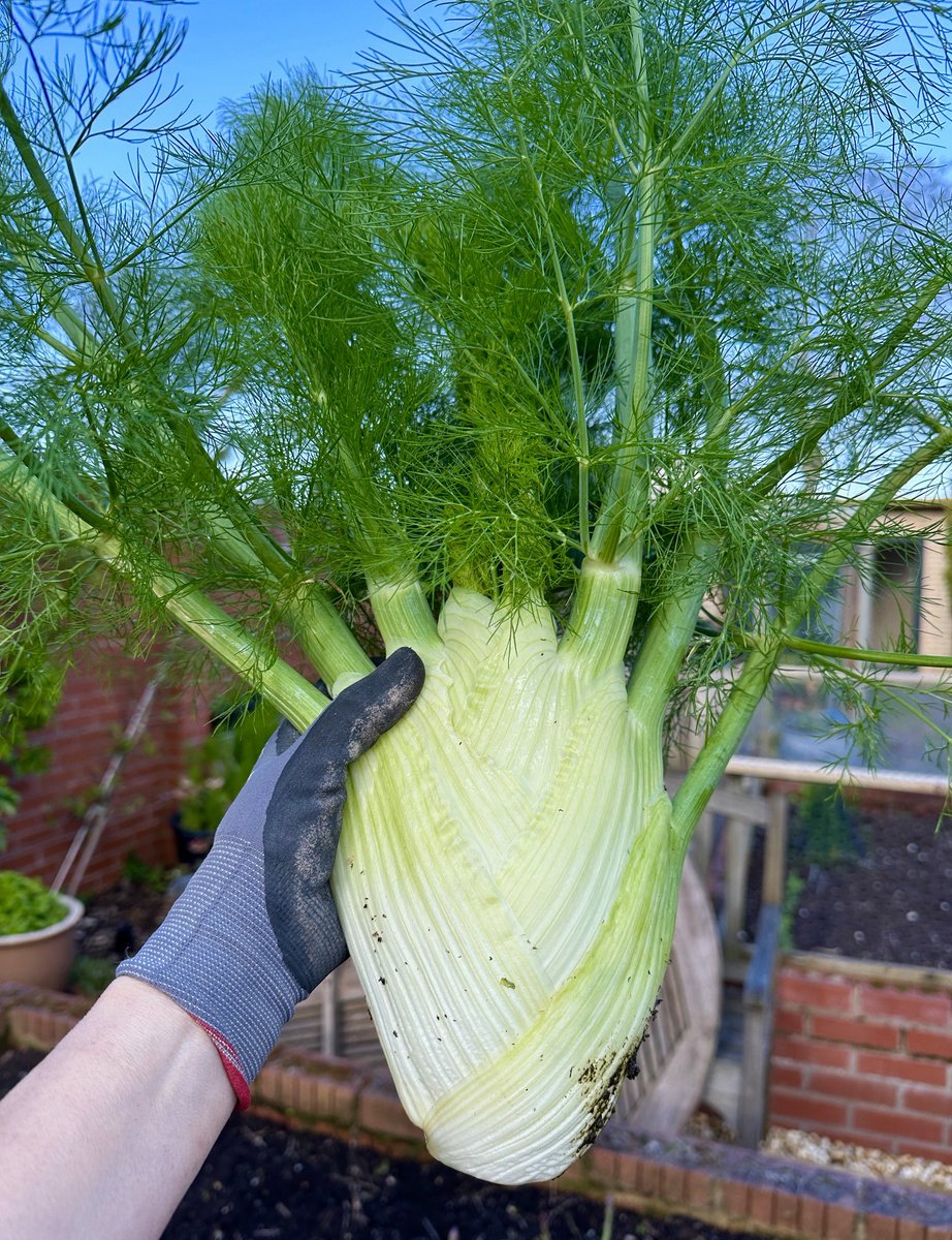 I’ve finally harvested my first fennel bulb. It filled the whole house with an intense smell of aniseed & it was delicious! 🌿

#growyourown #homegrown #fennel #kitchengarden