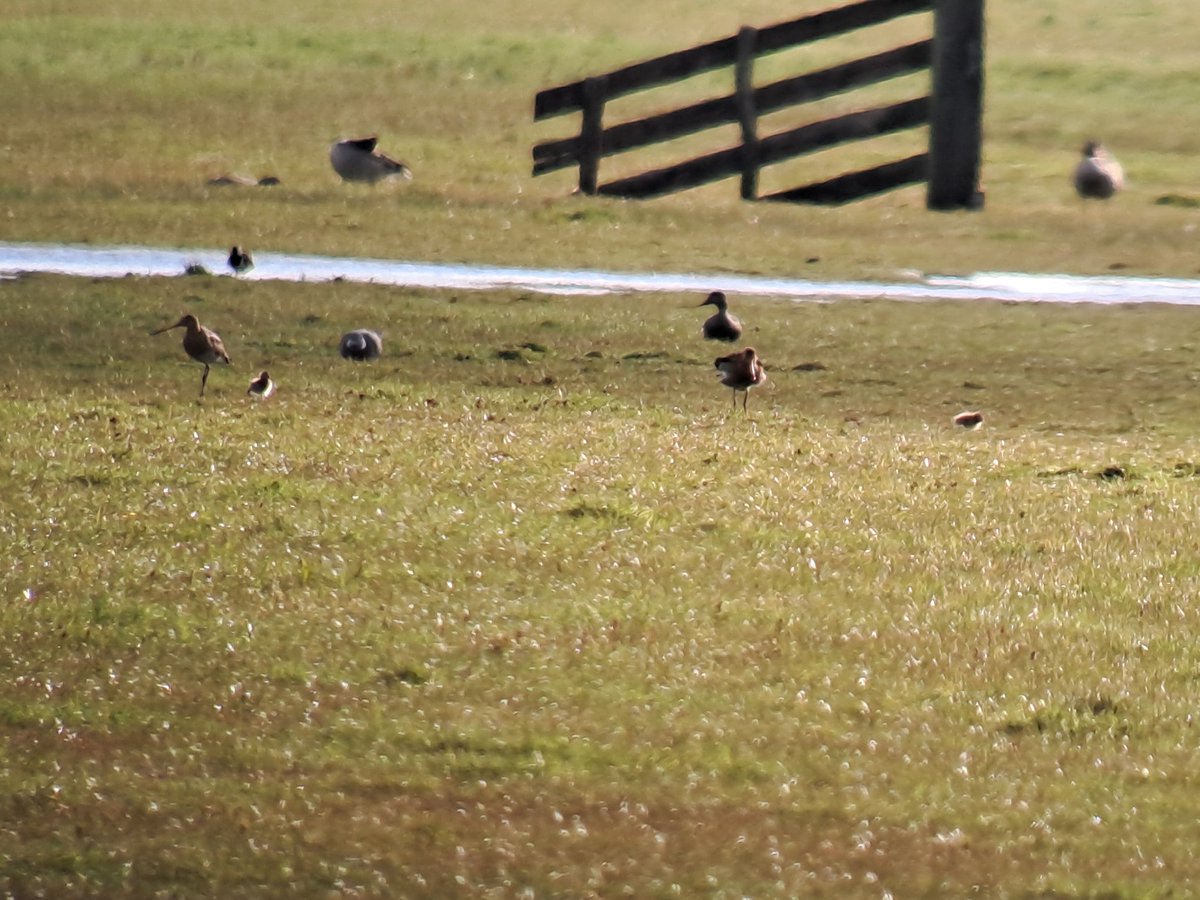 Zojuist m'n 1e Gruttopullen van het seizoen in 't Laeg @landschapnh nabij Sijbekarspel.