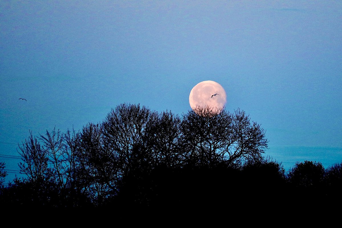 A pale pink #Moon setting behind the trees at #Redmarshall earlier this morning. Sincere thanks to the large looking bird that photobombed me as it passed across the top of the trees and in front of the moon. ⁦@StormHour⁩ ⁦@ThePhotoHour⁩