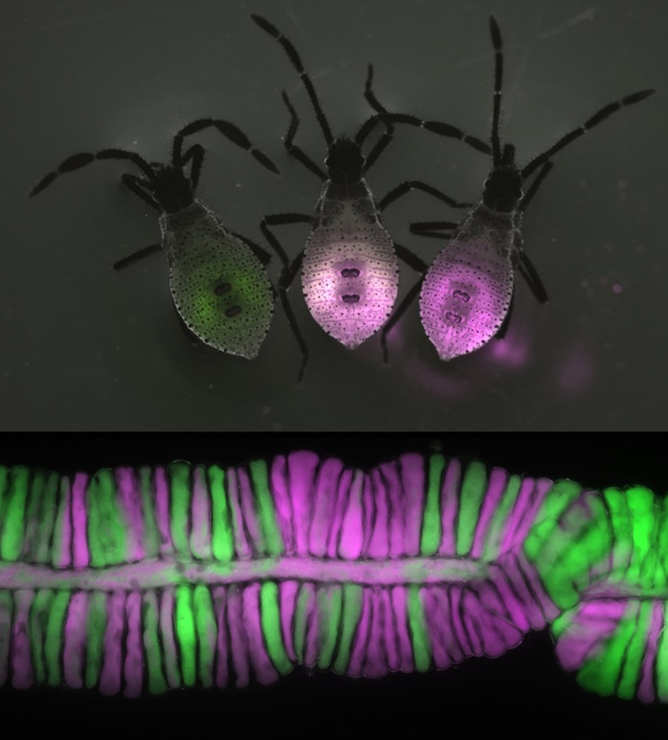 Study of #SquashBug colonization by #bacterial #symbionts shows that heterogeneity & strain diversity in symbiotic microbial communities, within- & between-host, can be explained by stochastic colonization @thyreodon @NicoleGerardo @nicvega1 #PLOSBiology plos.io/4dceo21