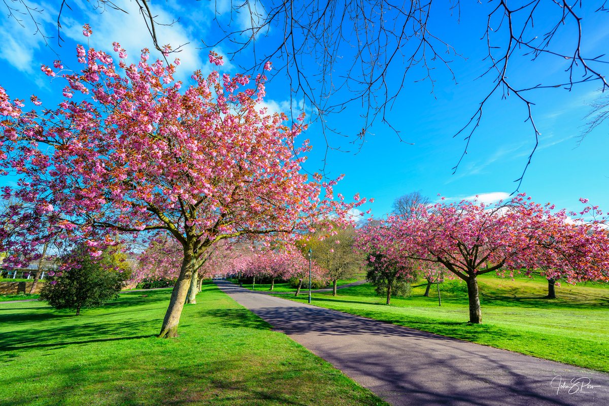 The blossom has come out in Pittencrieff Park, Dunfermline and there are finally some blue skies too.