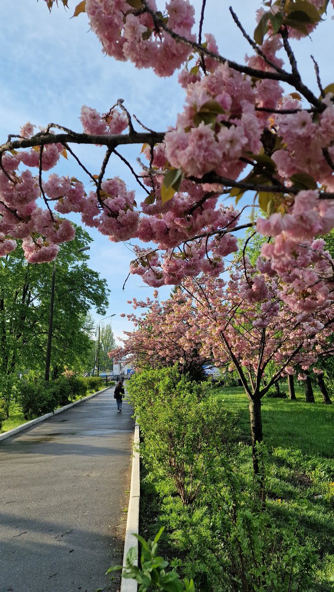 andrii_soloviov's tweet photo. 🌤 ☀️ 💫Good morning, Friends!
おはようございます、友達！

This is the #SpringInUkraine and #BeautifulKyiv.
これは #SpringInUkraine と #BeautifulKyiv です。

The cherry trees in the alley near my house have fully bloomed, and in the park they have almost completely faded.
家の近くの路地の桜は満開になり、公園ではほとんど色褪せてしまいました。
And this avenue of chestnuts is about to delight us with the exuberant blossom of white candles. We look forward to it)
そして、この栗並木は、白いキャンドルの豊かな花で私たちを楽しませようとしています。 楽しみにしています）

Enjoy your morning drink ☕️🍾🍸 🍹and have a good and productive DAY!
朝のドリンク ☕️🍾🍸 🍹を楽しんで、充実した一日をお過ごしください!

Don’t forget to support Ukraine 🇺🇦 and each other!
ウクライナ🇺🇦とお互いをサポートすることを忘れないでください!
✊🇺🇦😘❤️‍🔥🫶