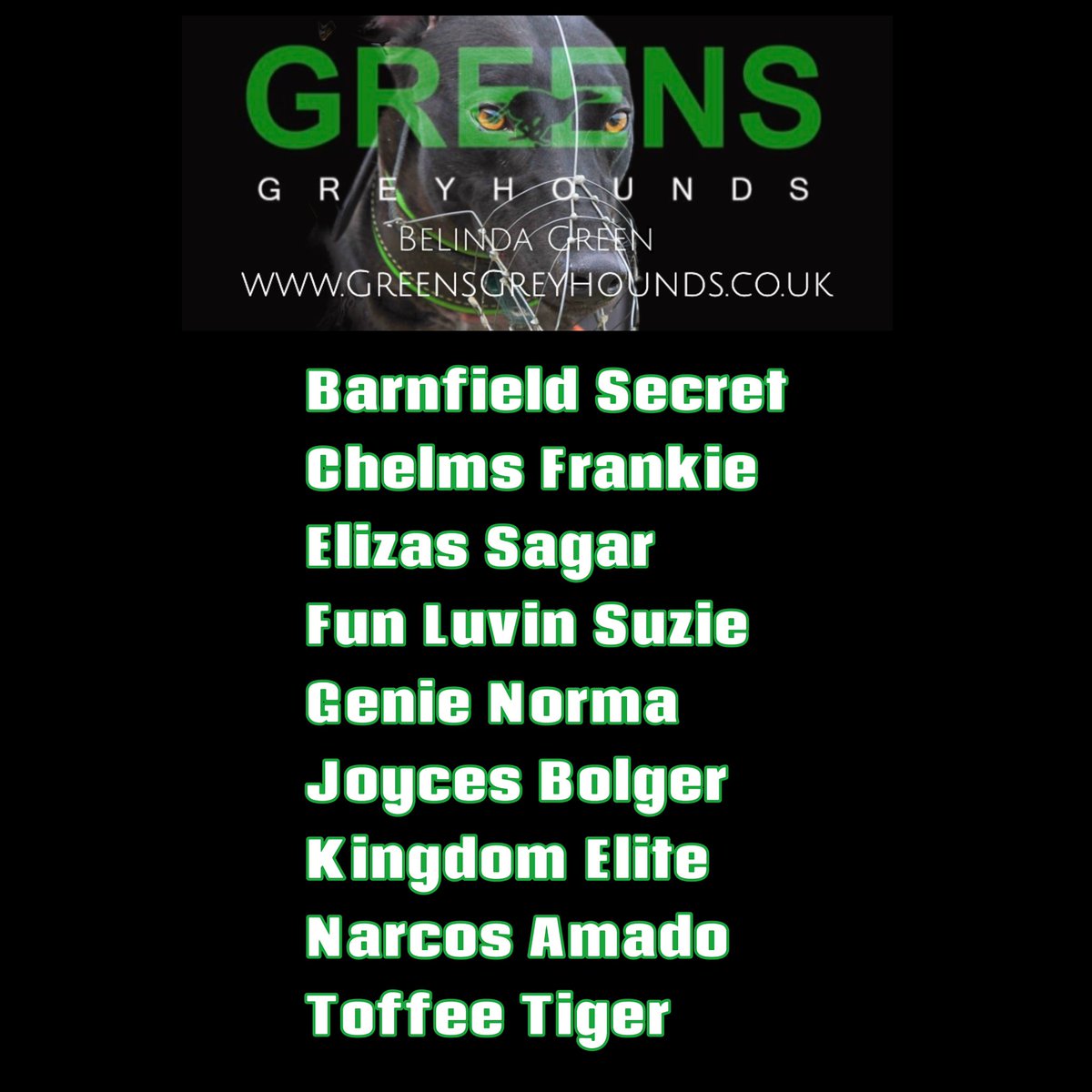 Todays runners @HoveGreyhounds #TeamGREEN