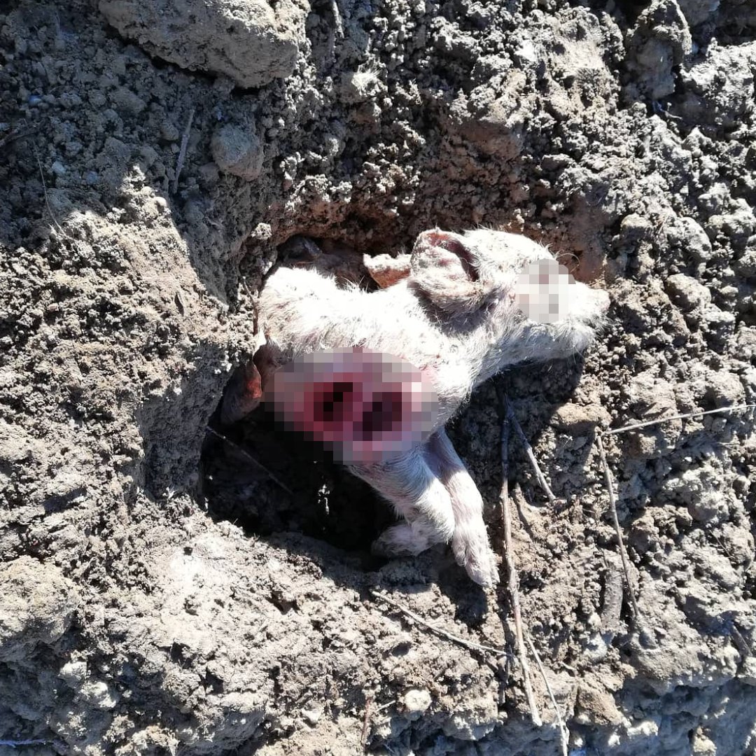 Eine Spaziergängerin entdeckte neben einem Feld mehrere tote Ferkel, in unmittelbarer Nähe einer Schweinezucht. (Behörde wurde informiert). 
In eine Hölle hineingeboren, weggeworfen wie Abfall. #govegan #steiermark #schweinezucht !B