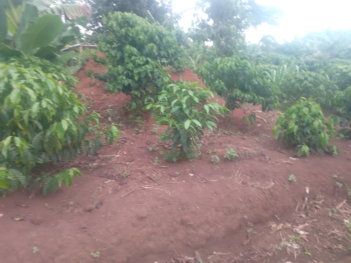 Checking on my clients I always visit farmers on invitation to share tips. It's also my duty to visit clients who buy coffee plantlets from us. This farm is doing well in Luwero. Once a few things are put in place, it will become productive. #CoffeeIsTheThing