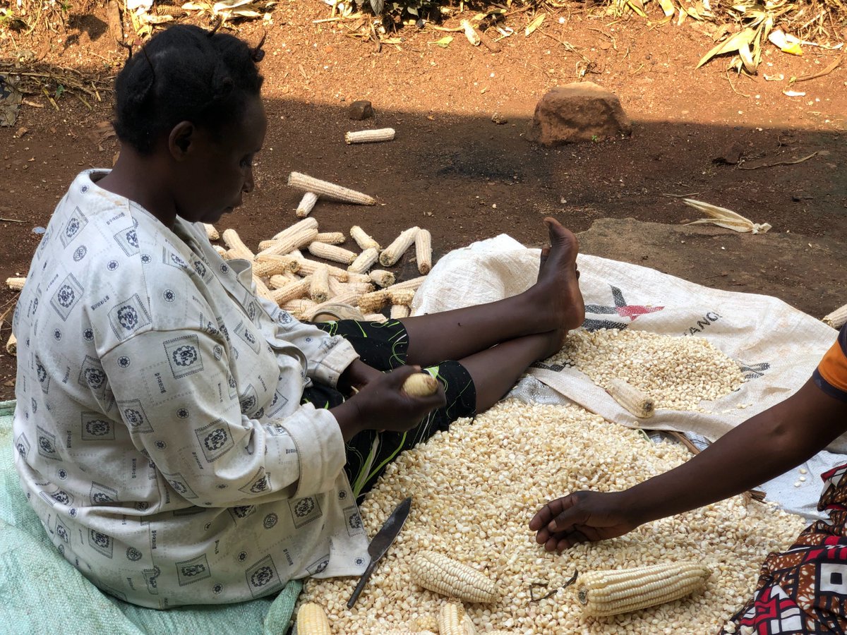 They came from Kigali fully depending on Shelter Them, and most of them were not familiar with farming and related activities. now see how far they are! #shelterthemwork visit shelterthem.com for more updates.