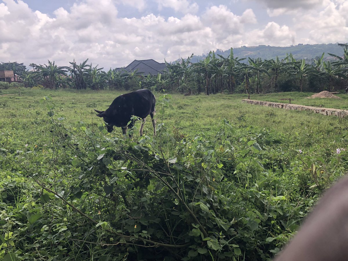 imrconstructltd's tweet image. New site for development, contact us today @imrconstructltd for all your architectural and construction needs 
Call us on 0774589951/0701589950