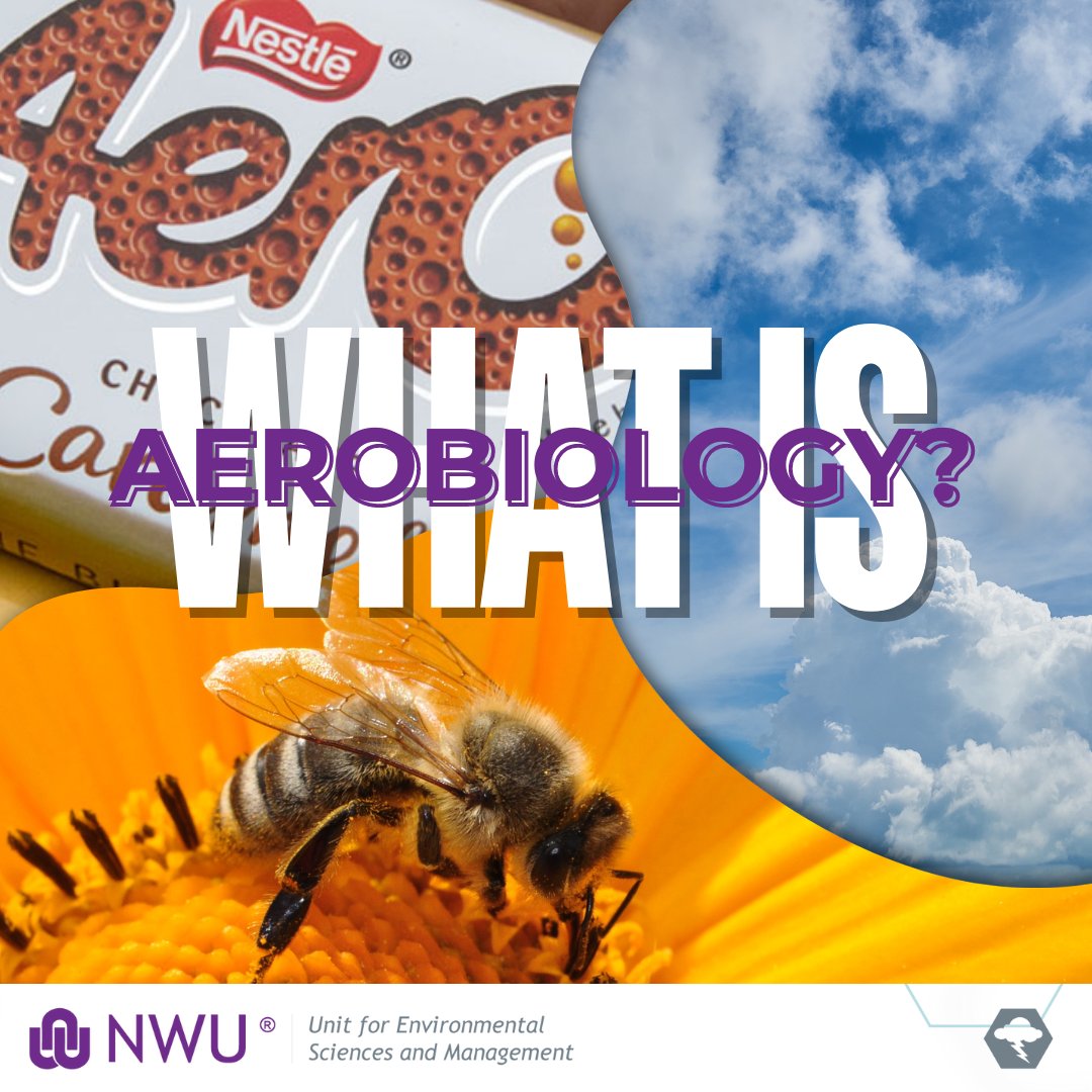 What is #Aerobiology?

The study of...
A) biological compounds within a Nestlé #Aero chocolate bar 🍫
B) #clouds and cloud formation 🌧️
C) biological materials in the #air, such as #pollen 🌸🐝

#environmentalscience #hayfever #exoticplants #spores #fungi #sporetrap #QuizTime
