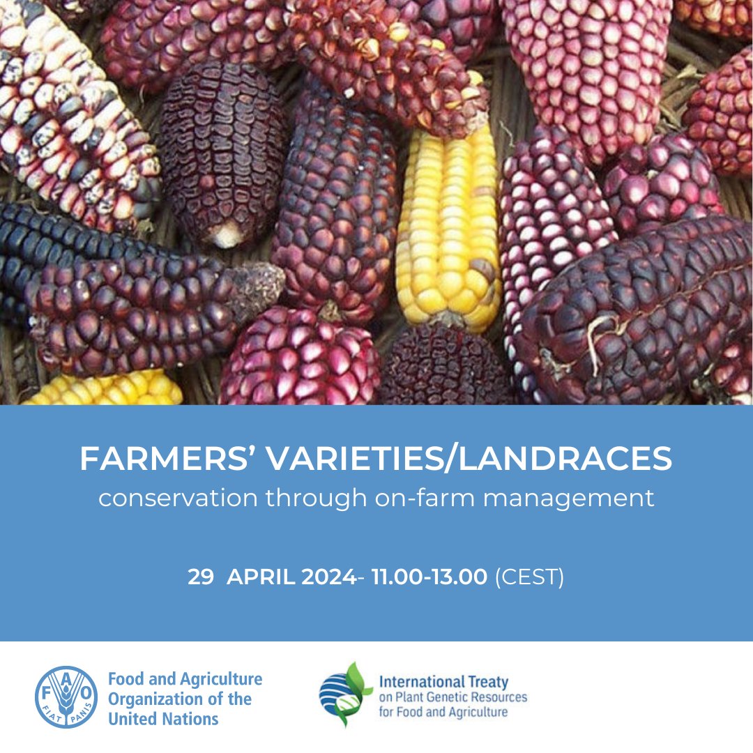 Join @FAO and @PlantTreaty for a webinar to discuss “Farmers’ varieties/landraces: conservation through on-farm management” 🗓️ Monday 29 April ⏰ 11:00-13:00 (CEST) Register now 👉 bit.ly/4daIhQe