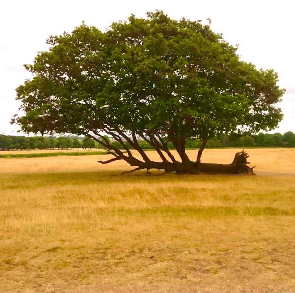 Devrildiği yerde büyümeye devam eden ağaç.📸