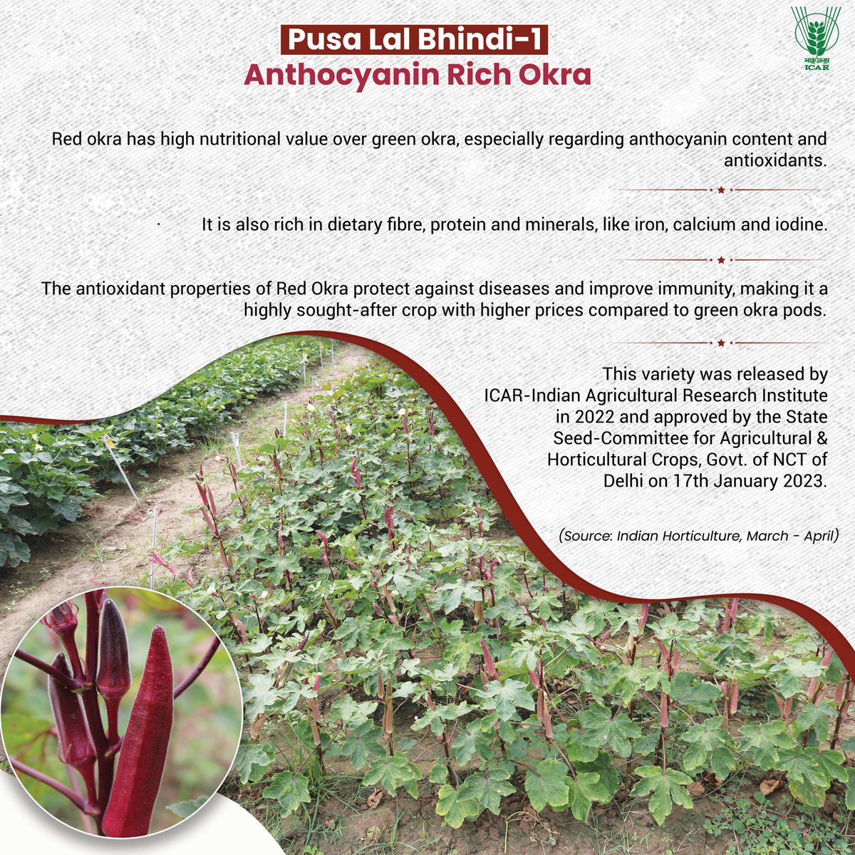 Pusa lal Bhindi-1  

Anthocyanin Rich #ICAR #Okra #ladyfinger   

#Agriculture #ICAR  #farming @PMOIndia
@mygovindia @PIB_India @AgriGoI
@DDKisanChannel @Dept_of_AHD

Read more: icar.org.in/indian-horticu…