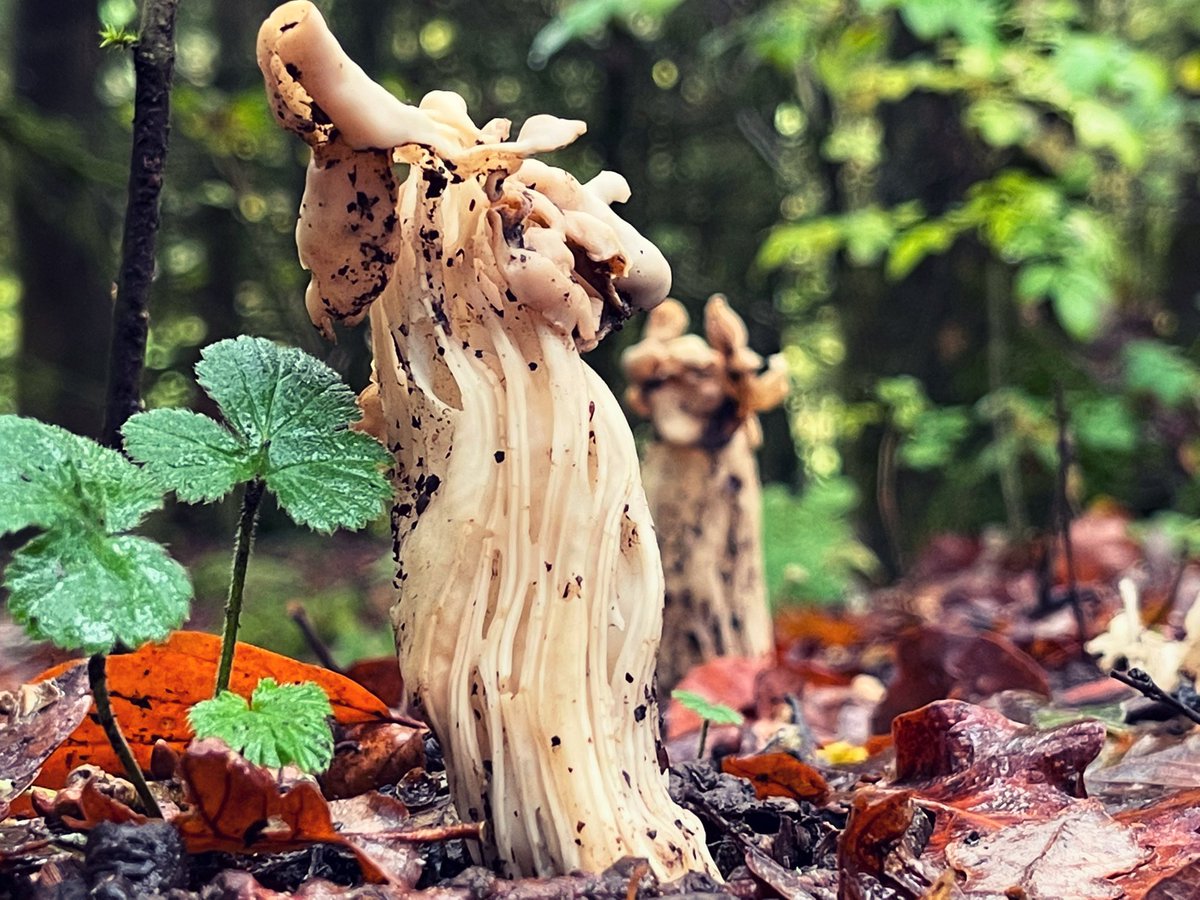 Elfin saddle 💚 #mushrooms #fungi #fungus #FungiFriday #Autumn #woodlandfloor #woodland #woods #forest #trees #plants #nature #goodforthesoul #NaturePhotography #forestphotography #photograghy #windermere #LakeDistrict #Cumbria #walking #wellbeing