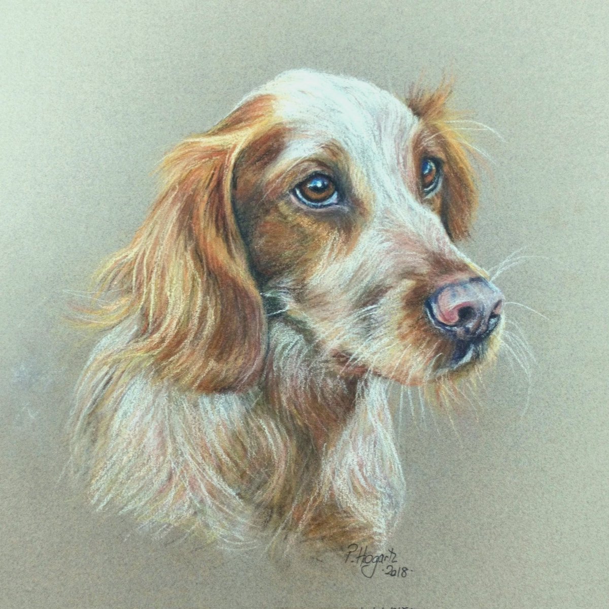 A portrait of a Spaniel.  I was commissioned to portray this handsome fellow in 2018. -soft pastels on Canson Mi Teintes paper 😊