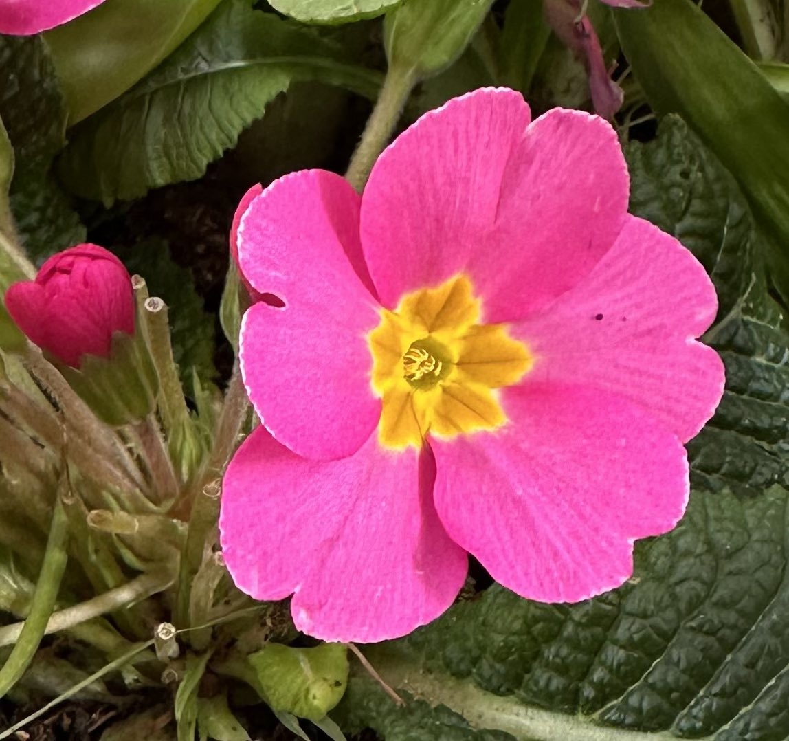 Hello Star… have a beautiful day #pink #star #primrose 🌸🌟🌸