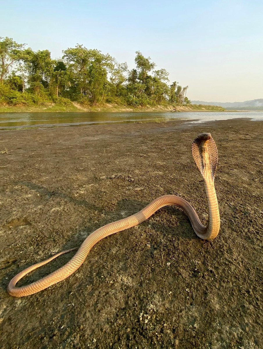 गर्मी भएर यसो निस्केको : Beautiful Monocled Cobra as seen in Chitwan. ❤️

Pic. Rohit Giri