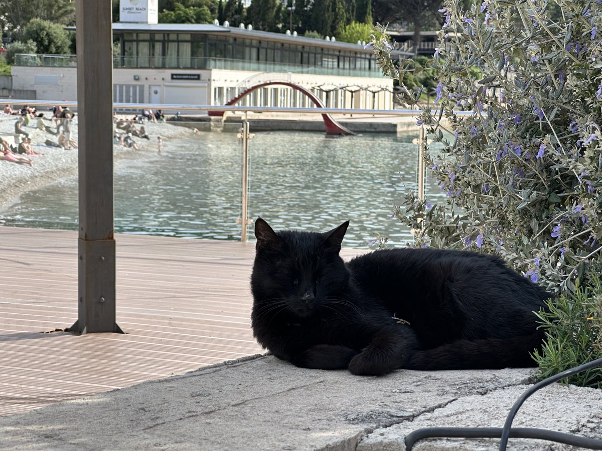 黒猫ちゃん、目を閉じると真っ黒すぎて影みたい🐈‍⬛
#クロアチア #猫