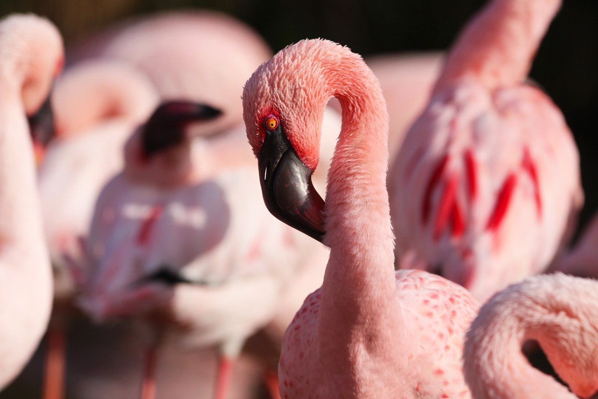 Happy #InternationalFlamingoDay to the most fabulous feathery friends of them all 🦩💖

Can you guess the flamingo species? 👇

📸 Rebecca Taylor