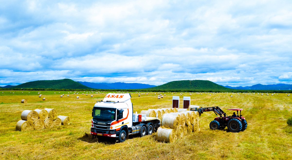 ahmedsalimasas's tweet photo. Haymaking turns green, perishable, forage into a product that can be safely stored and easily transported without danger of spoilage, while keeping losses of dry matter and nutrients to a minimum. https://t.co/o2CMnMU5u9