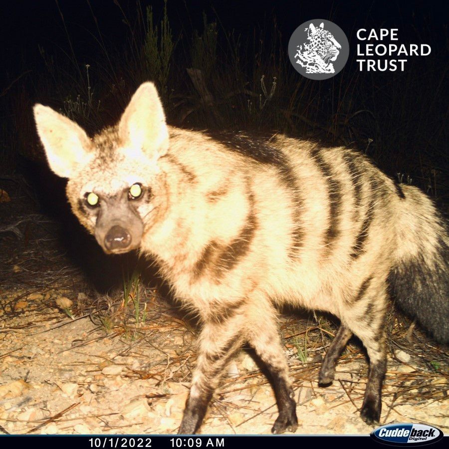 Tomorrow is #InternationalHyenaDay and we’re spreading some love for these misunderstood and often misjudged creatures with an attractive #aardwolf from our @capeleopardtrst Little Karoo survey! 🐾
Read more on our FB, Insta &amp;LinkedIN profiles...
#CamTrapChronicles <a href="/HyaenaSG/">IUCN SSC Hyaena Specialist Group</a>