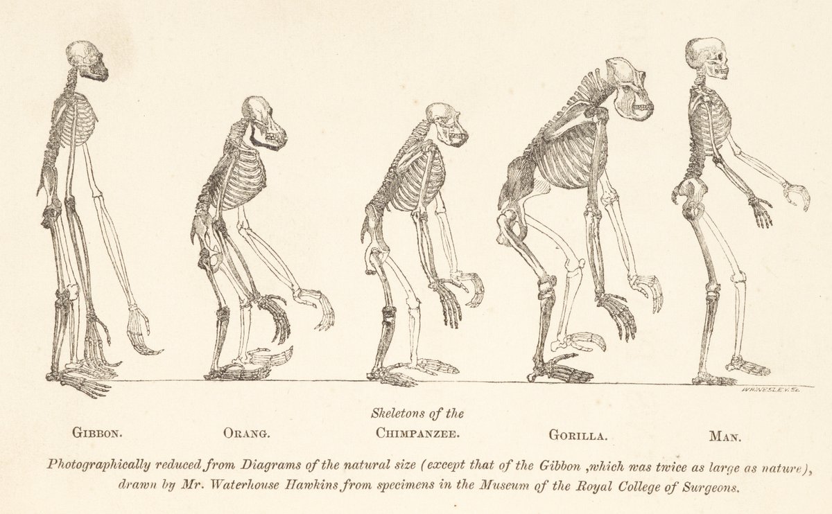 John Rylands Research Institute and Library tweet media