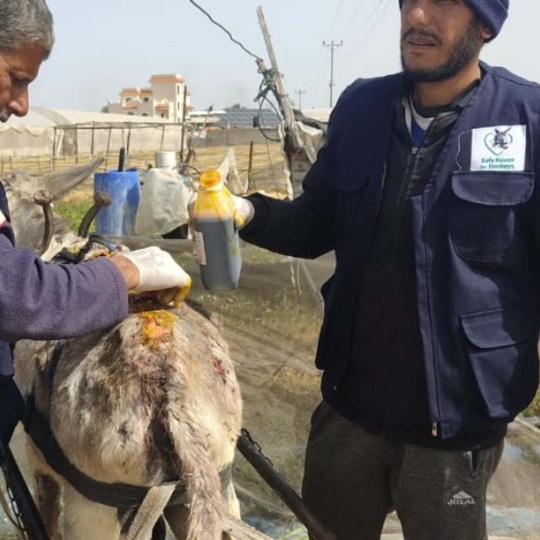 The donkeys and horses of Gaza need your help. The team running our new mobile first aid clinic are working tirelessly to help animals suffering from malnourishment, dehydration and excruciating wounds. Please support us today by making a donation ow.ly/3bK850RnSS5