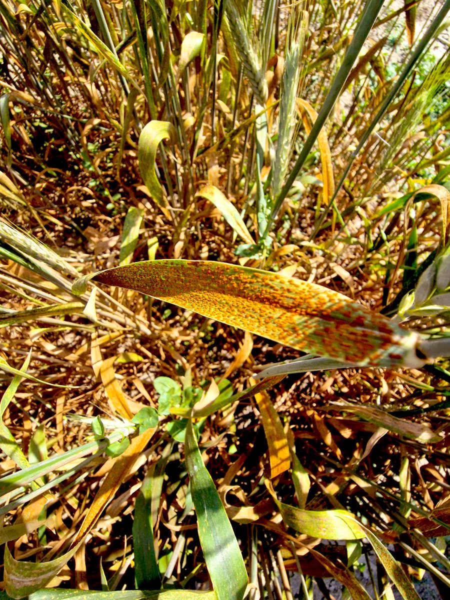 Ignacio Solís Martel (@solismignacio) on Twitter photo En roya amarilla y del tallo las razas de 2024 son similares a las ya conocidas en Andalucía. Sin embargo en roya de la hoja, Puccinia triticina, tenemos nueva raza que afecta a trigos harineros y triticales que hasta ahora se mostraban resistentes. <a href="/AgrovegetalSA/">Agrovegetal SA</a> En roya amarilla y del tallo las razas de 2024 son similares a las ya conocidas en Andalucía. Sin embargo en roya de la hoja, Puccinia triticina, tenemos nueva raza que afecta a trigos harineros y triticales que hasta ahora se mostraban resistentes. <a href="/AgrovegetalSA/">Agrovegetal SA</a>