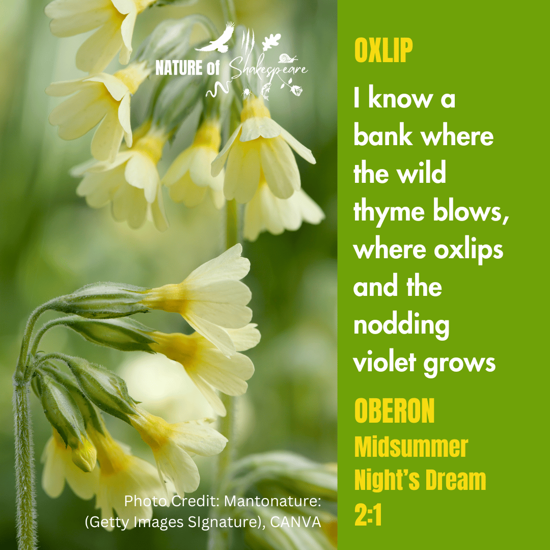 Shakespeare Species Quote of the Day, OXLIPS: I know a bank where the wild thyme blows, where oxlips and the nodding violet grows. Oxlips, delicate and stately are a symbol of spring & closely related to the Primrose  & Cowslip. #shakespearespecies