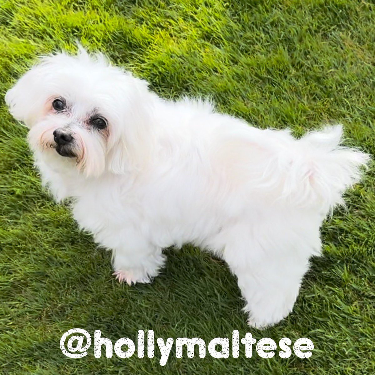 hollymaltese tweet picture