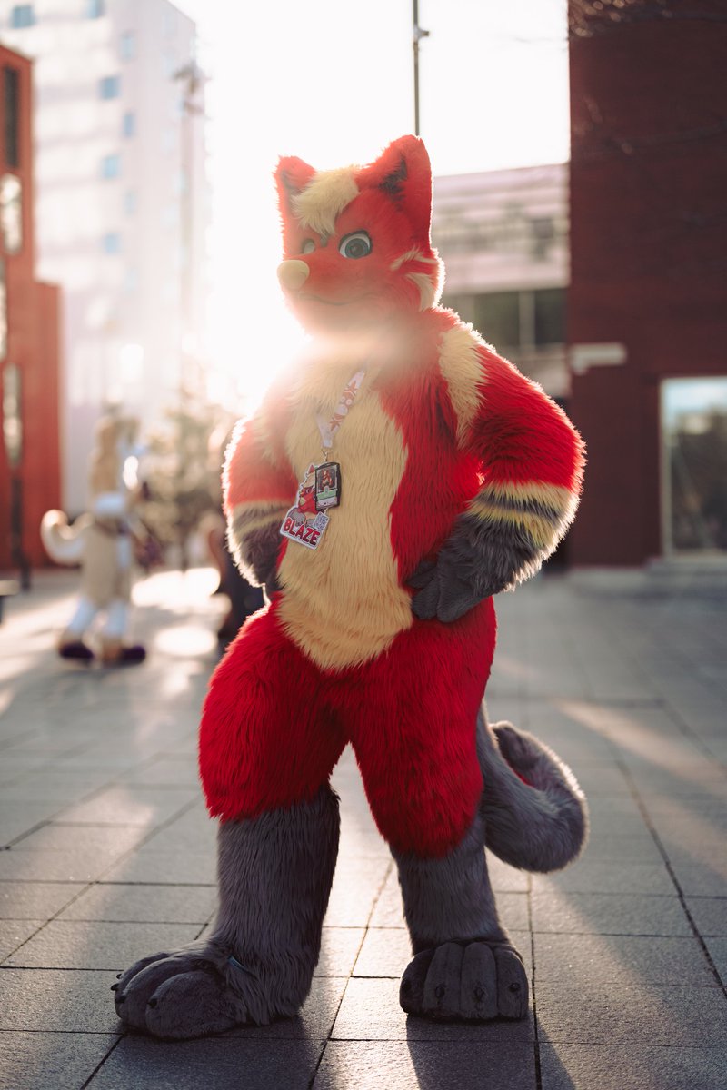 This husky has probably had too much sun and is now sunburnt. Otherwise he probably wouldn't be so red #NFC #FursuitFriday 📷 @Nighti331 🪡 @infurryty