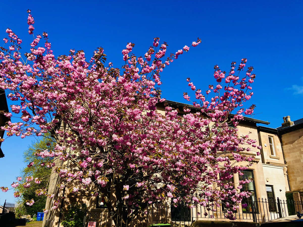 Good morning from Dennistoun! Here’s another beauty of a cherry blossom tree in the conservation area. Hope you have a bloomin’ marvellous day! 🌸🌸🌸🌸🌸🌸🌸🌸🌸🌸#dennistoun #dennistounstyle #glasgow #cherryblossom