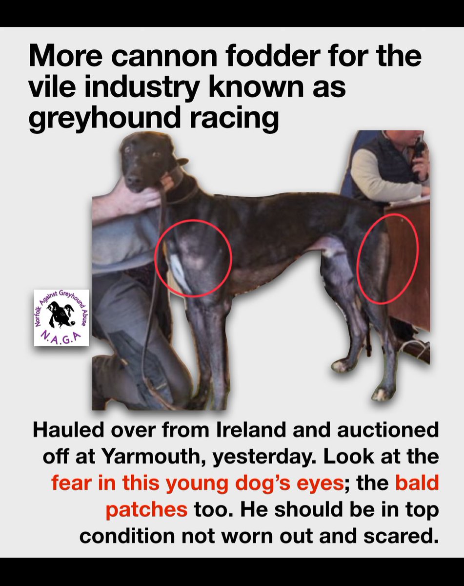 What have these vile people done to the most noble of all dogs? Shame on anyone involved in greyhound racing… Just look at his eyes. #AnimalAbuse #bangreyhoundracing #CutTheChase #defra