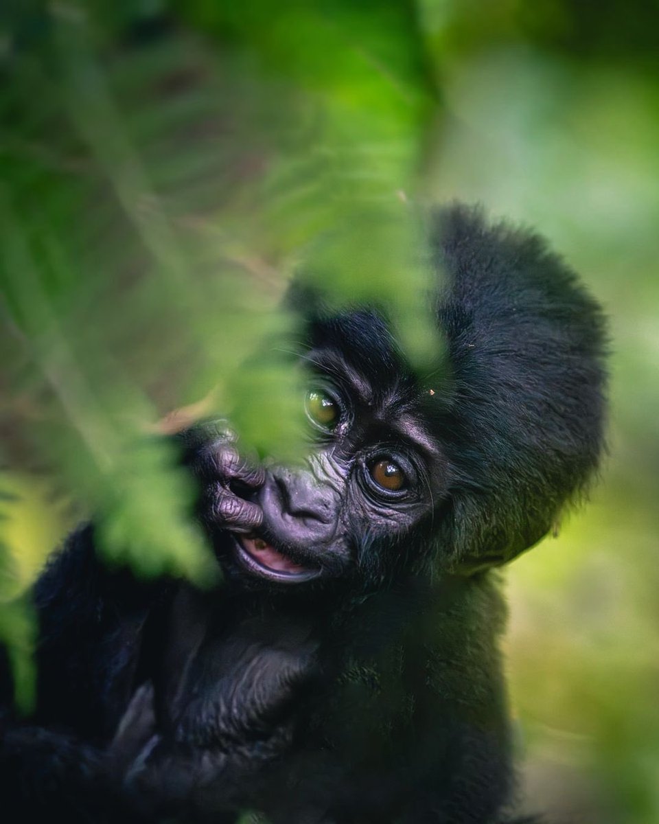 Why Uganda Wildlife Authority needs to enhance Gorilla Personalities!

This will allow tourists to find out which gorilla matches their personality, name & adopt them.

In this way we accelerate conservation efforts & revenue generation.

#SavingOurPrimates #GorillaTrekking