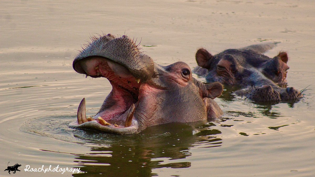 Hippos are among the most dangerous land mammals in Africa, but they are also one of the cutest. 📸Roachphotography #NaturePhotography #wildearth #SouthAfrica #Safari #hippo #cute #Tours #tourism #blupebblestours #tourismguide